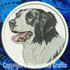 Border Collie Portrait BT2490 - 8" Extra Large Embroidery Patch