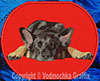 German Shepherd Sleeping HD #1 - 8" Extra Large Embroidery Patch