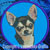 Chihuahua Embroidery Patch - Blue