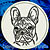 Black Brindle Colored French Bulldog Portrait #1A Embroidery Patch - White