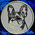 White Brindle Colored French Bulldog  Portrait #2D Embroidery Patch - Click for More Information