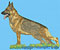 Sable Shepherd Standing HD#2 - High Definition Collection - Click Picture for Details