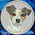 Jack Russell Terrier High Definition Portrait #1 Embroidery Patch - Grey
