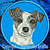 Jack Russell Terrier High Definition Portrait #3 Embroidery Patch - Blue