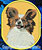 Papillon Dog Embroidery Patch - Gold