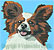 Papillon Dog Portrait BT3073 - Balboa Collection - Click Picture for Details