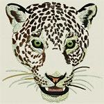 Jaguar -Leopard Portrait #2- Click to Enlarge - Dimensions: (500X501) File Size: 55KB