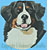 Bernese Mountain Dog  Portrait BT3514 - Balboa Collection - Click Picture for Details