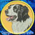 Border Collie Embroidery Patch - Gold