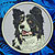 Border Collie Embroidery Patch - Grey