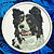 Border Collie Embroidery Patch - White
