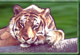 Wildlife Embroidery Gifts by Vodmochka Graffix award winning Embroidery Designer